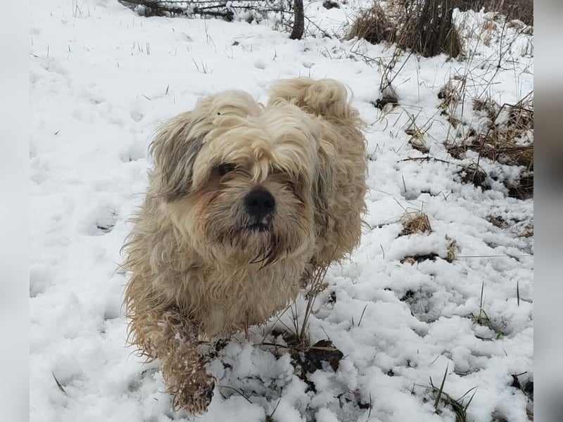 HAROO - liebevoller Zottel *reserviert*