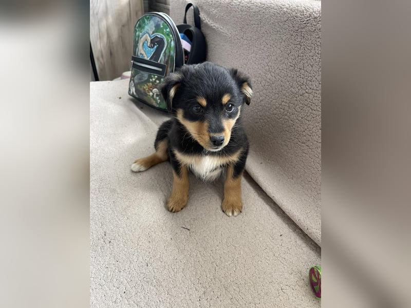 POLLY - kleine Herzensdame