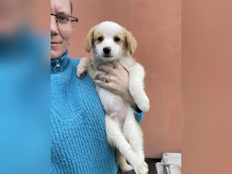 PERRY - kleiner Zuckerbub *reserviert*