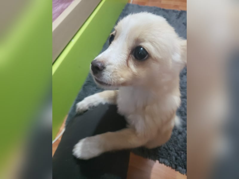 FIFI - kleine Zaubermaus *reserviert*