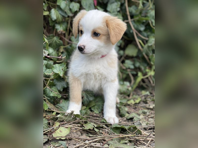 PERRY - kleiner Zuckerbub *reserviert*