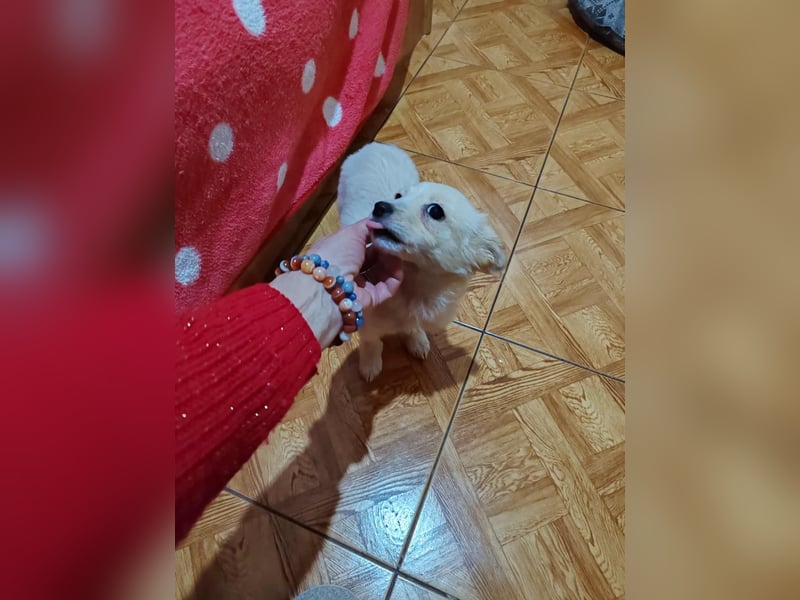 MAGGIE - kleine Hundedame