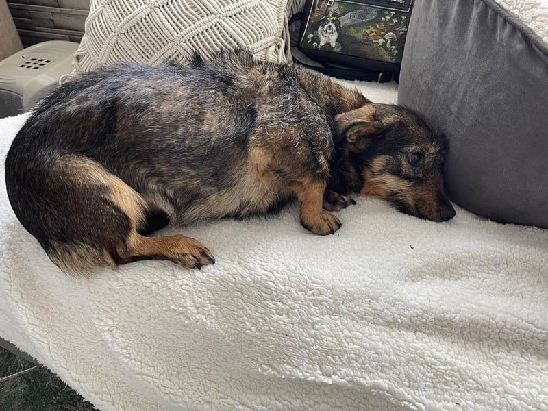TILLY - schüchternes Hundemädchen