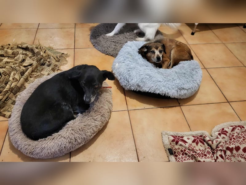 VIO - Hundeopa sucht ein liebevolles Zuhause