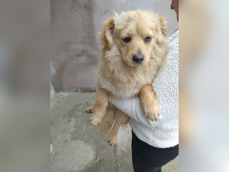 MICKY - sanfter Engel sucht seine Menschen *reserviert*