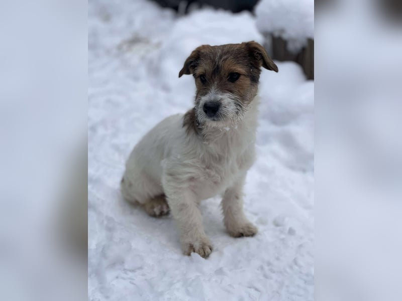 BRODIE - ist bereit für Abenteuer *reserviert*