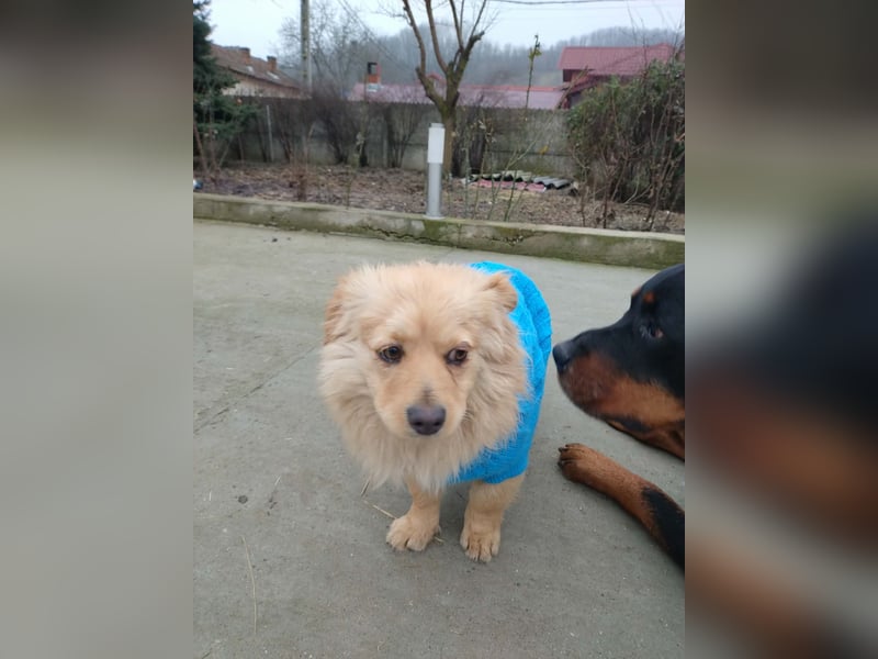 MICKY - sanfter Engel sucht seine Menschen *reserviert*