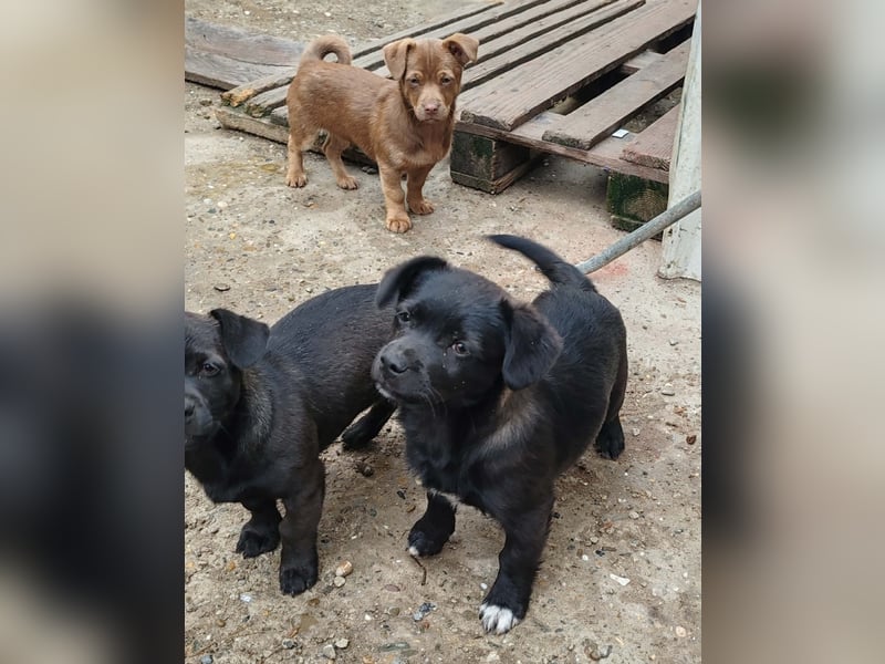 LORIS - Traumzuhause gesucht