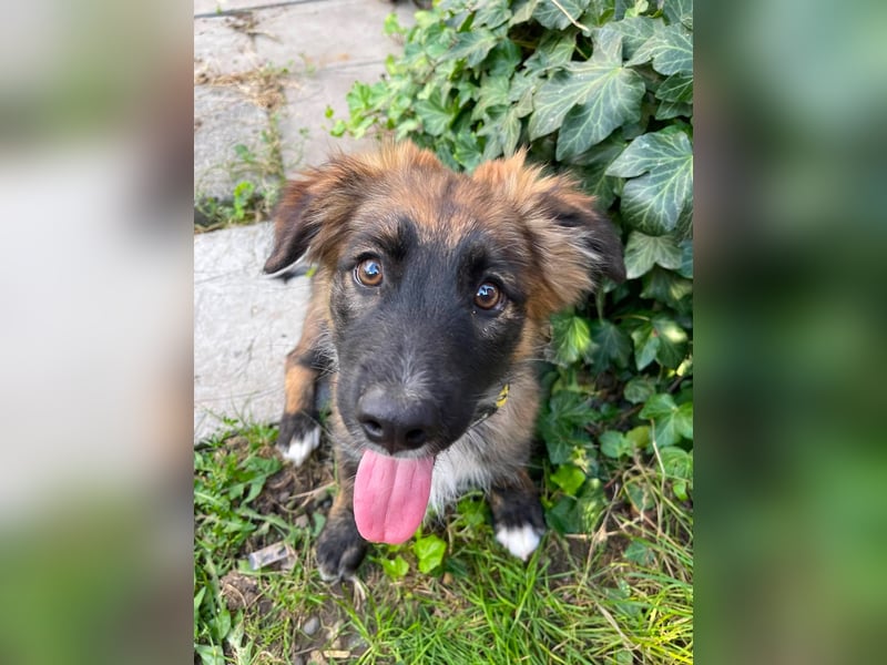 COOPER - verspielter Schatz