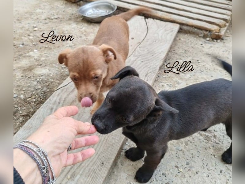 LEVON - darf er mit dir die Welt entdecken?