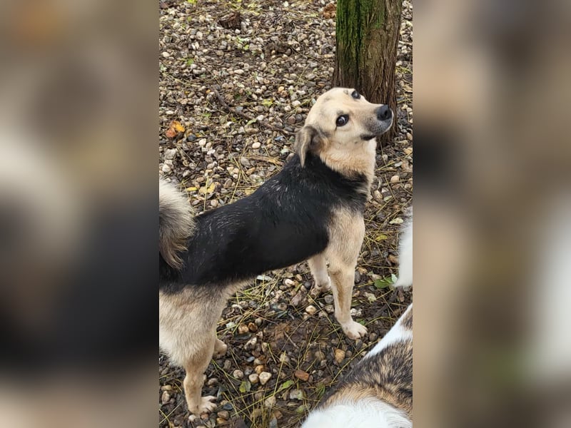 ANNIE - Traumzuhause gesucht