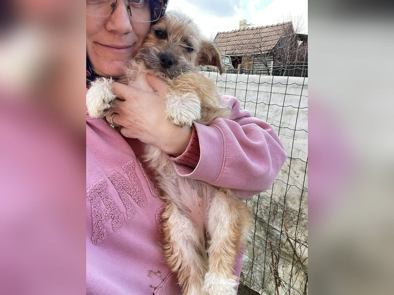 PEANUT - kleine Frohnatur sucht ihre Menschen