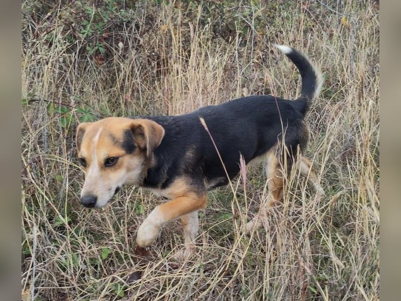 MOLLY - kleine Herzensdame