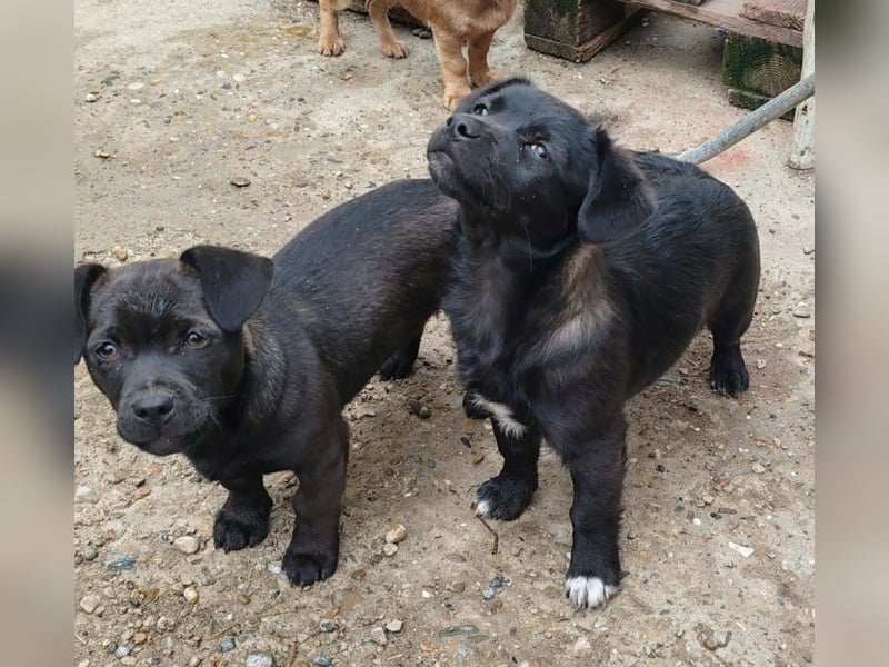 LORIS - Traumzuhause gesucht