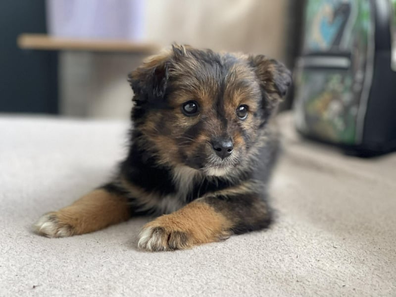 PENNY - kleine Zuckermaus