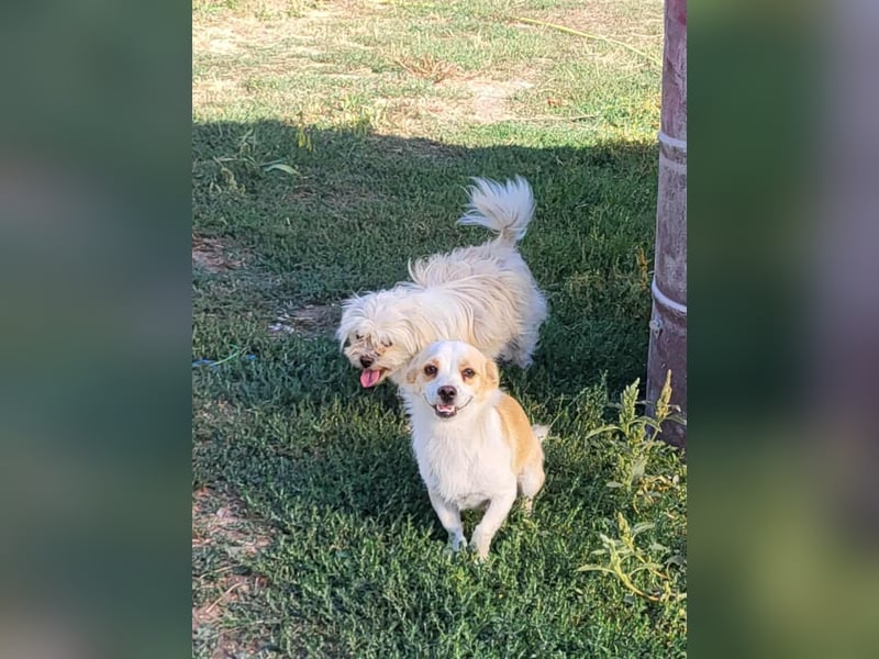 MANUEL - braucht sein eigenes Körbchen