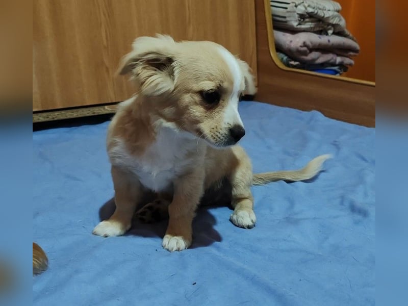 ZIZIE - liebevolles Hundekind