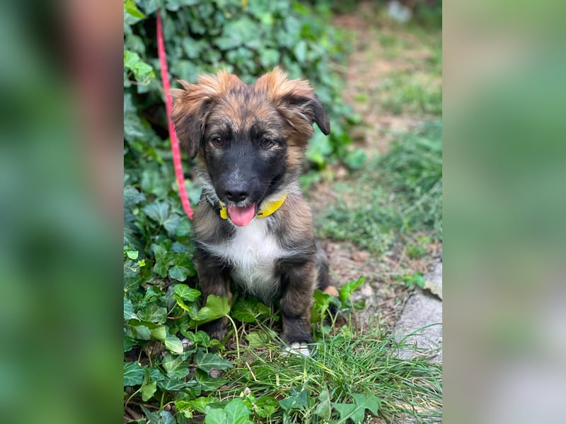 COOPER - verspielter Schatz