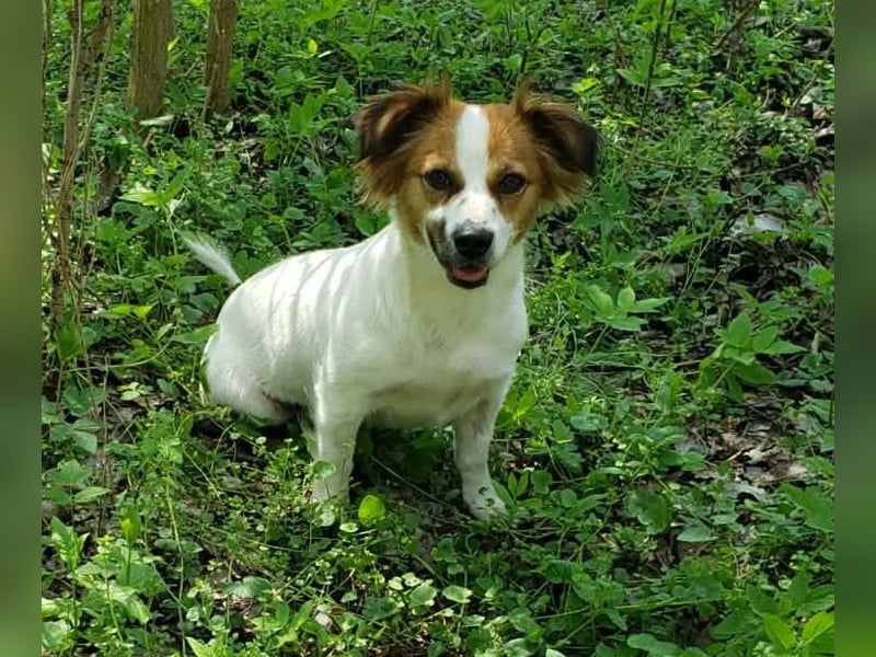 ILA - sanfte Seele sucht ihre Menschen