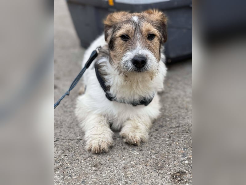 BRODIE - ist bereit für Abenteuer *reserviert*