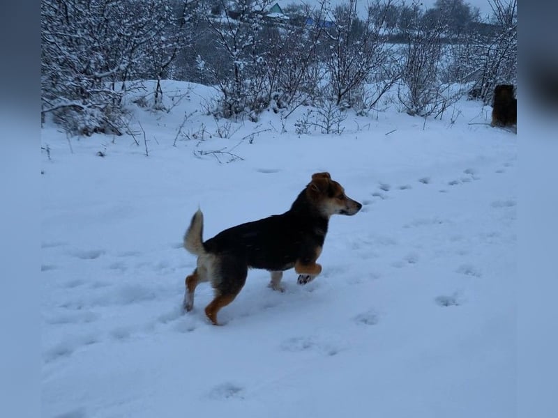 MOLLY - kleine Herzensdame