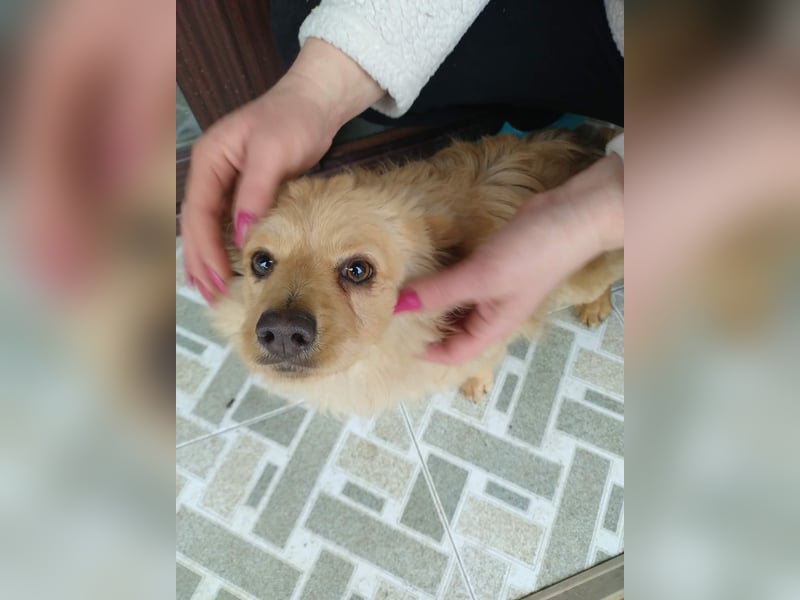 MICKY - sanfter Engel sucht seine Menschen *reserviert*