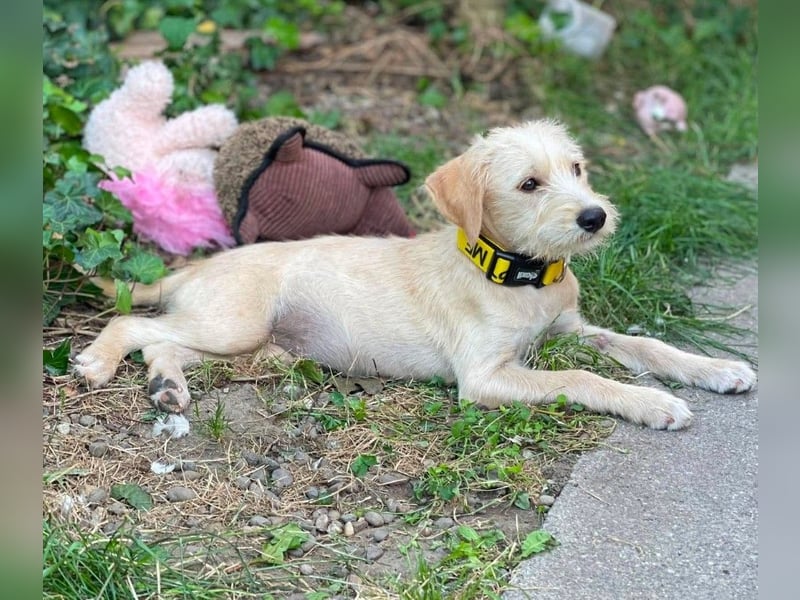 DAISY - verspieltes Hundemädchen