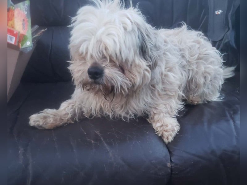 HAROO - liebevoller Zottel *reserviert*