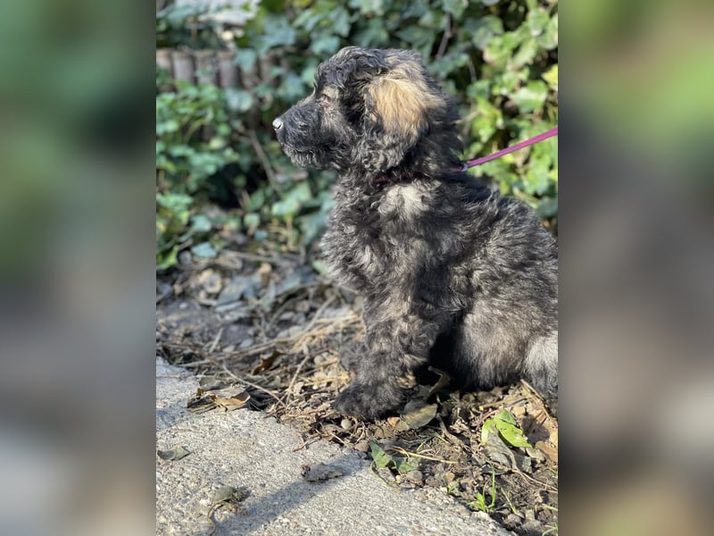 JAKE - süßer Zottel sucht seine Menschen