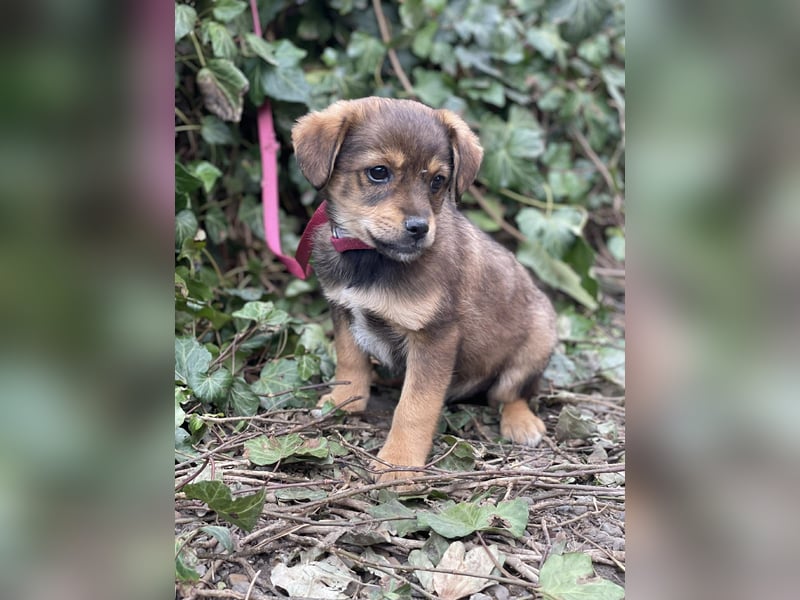 PETER - kleiner Herzensbrecher