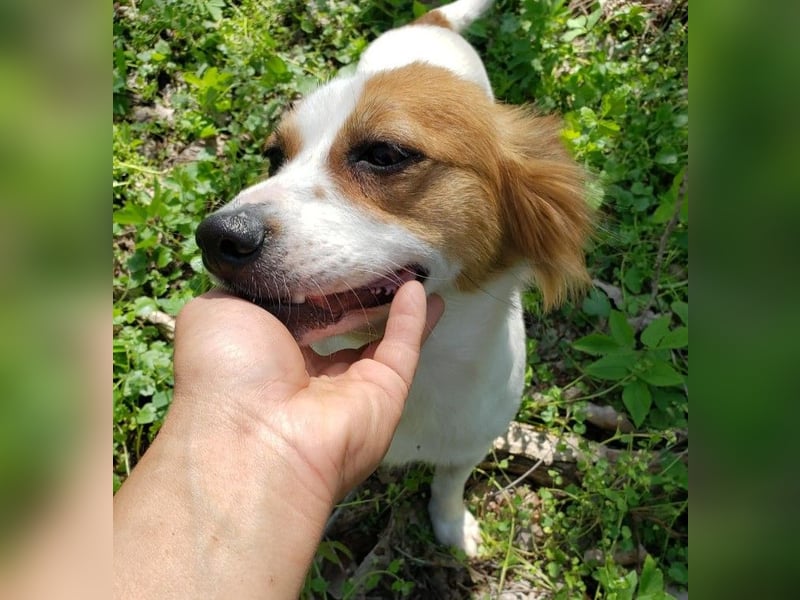 ILA - sanfte Seele sucht ihre Menschen