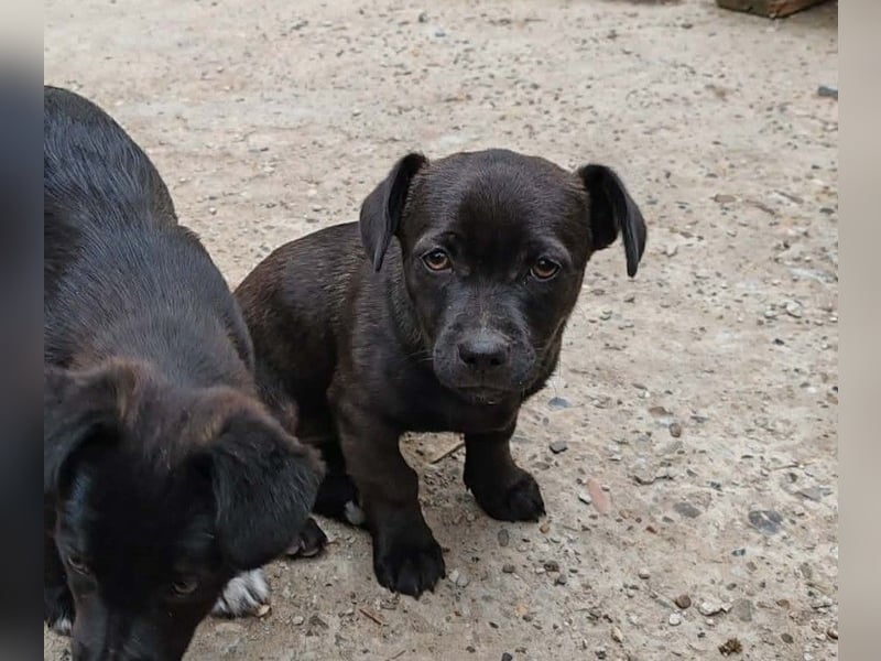 LILLA - schwarze Schönheit