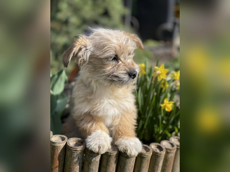 PEANUT - kleine Frohnatur sucht ihre Menschen