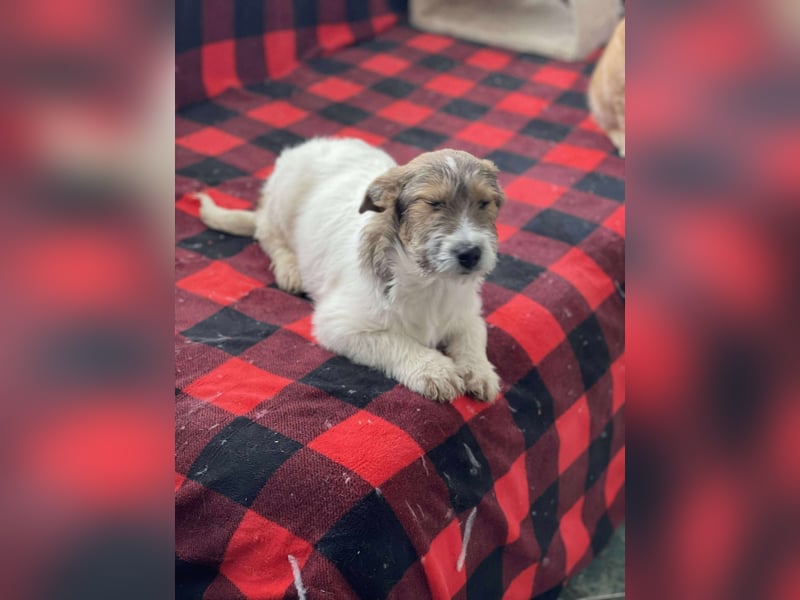 BRODIE - ist bereit für Abenteuer *reserviert*