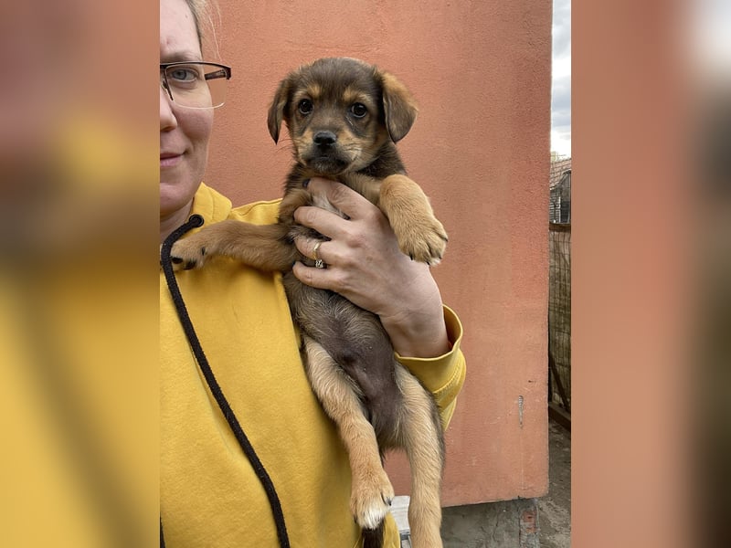 PETER - kleiner Herzensbrecher