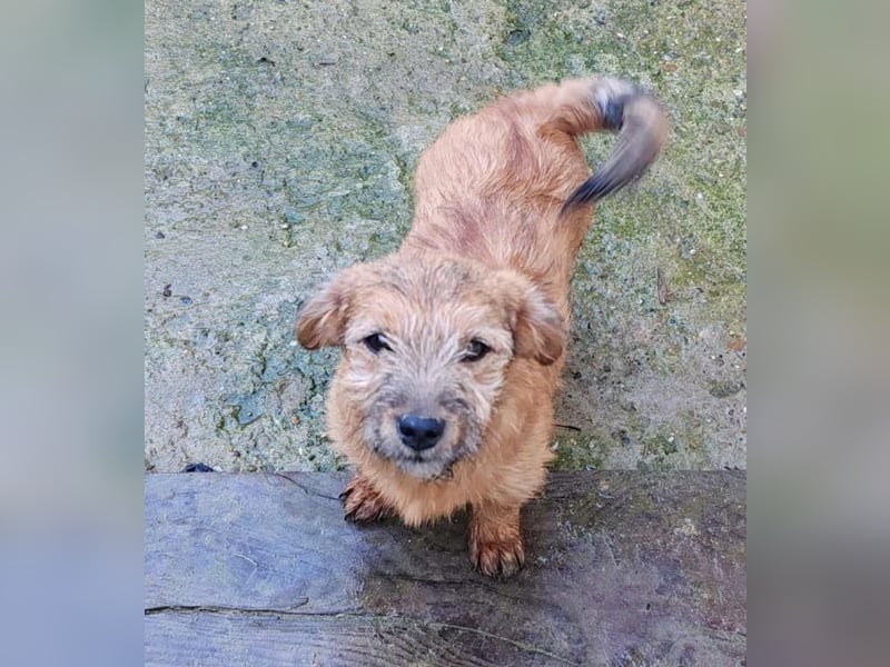 EDAN - ist bereit für sein Abenteuer