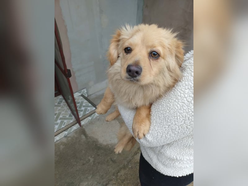 MICKY - sanfter Engel sucht seine Menschen *reserviert*