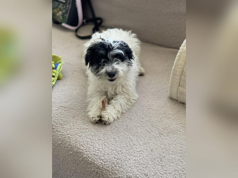 PATCH - sanfte Seele sucht seine Menschen