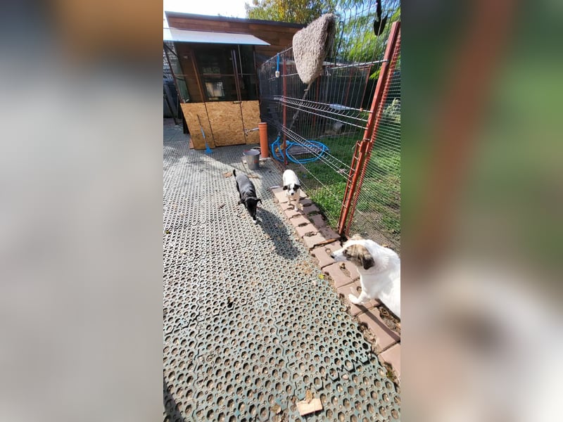 RAMONA - darf sie mit dir die Welt entdecken?