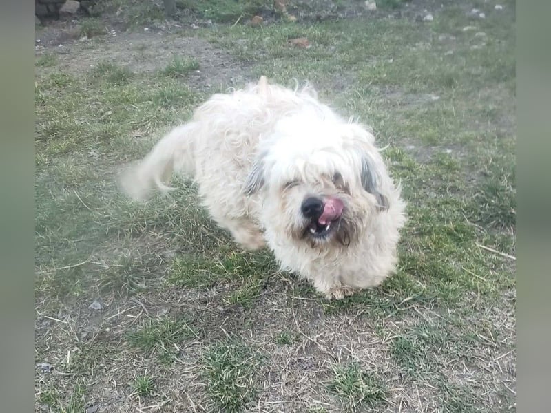 HAROO - liebevoller Zottel *reserviert*