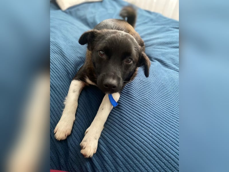 BONO - sucht sein Für-immer-Zuhause *reserviert*