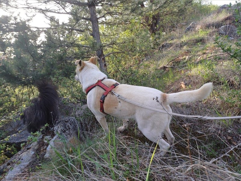 JOY - hofft auf tolle Menschen