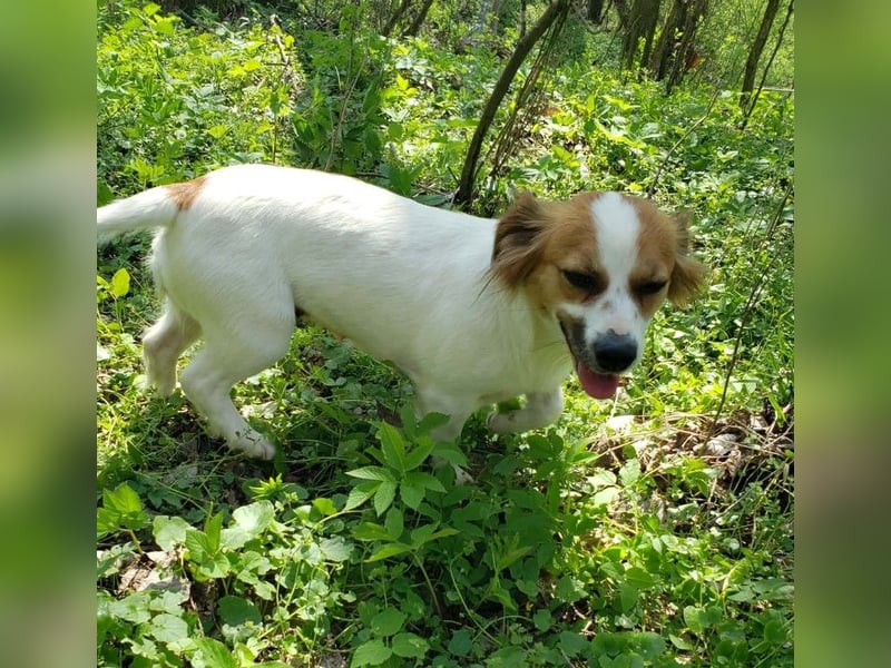 ILA - sanfte Seele sucht ihre Menschen