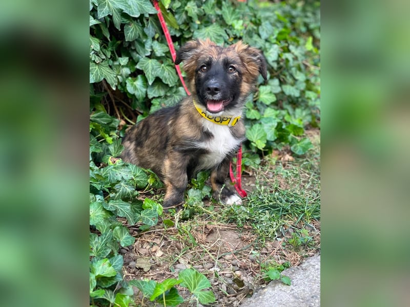COOPER - verspielter Schatz