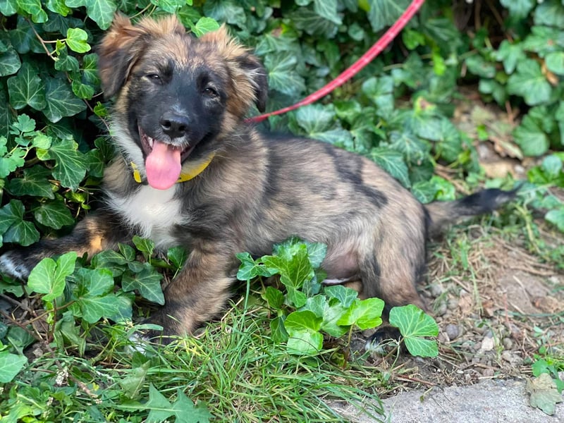 COOPER - verspielter Schatz