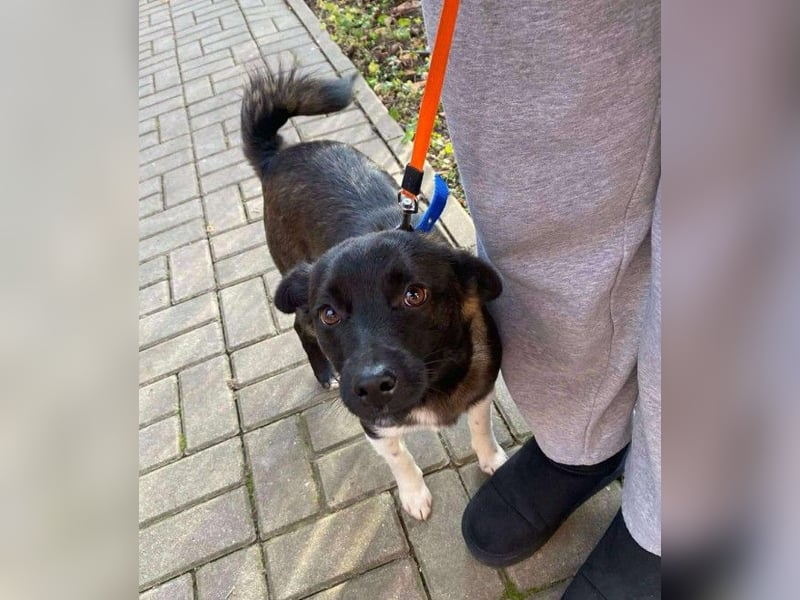 BONO - sucht sein Für-immer-Zuhause *reserviert*