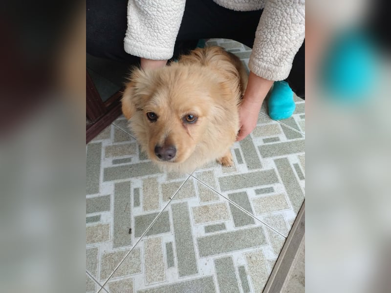 MICKY - sanfter Engel sucht seine Menschen *reserviert*