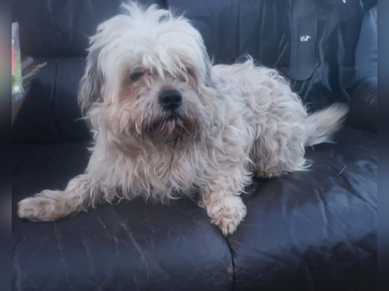 HAROO - liebevoller Zottel *reserviert*