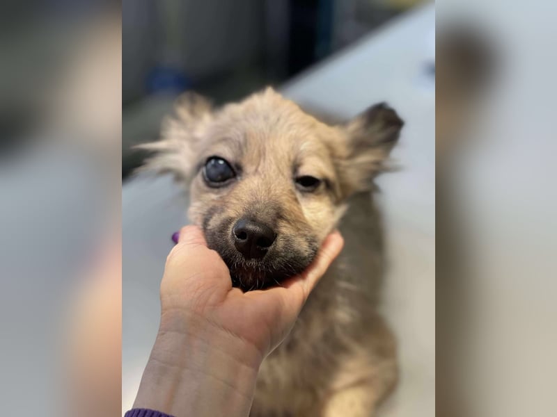 LUPIN - einäugiger Schatz sucht seine Menschen