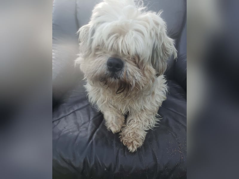 HAROO - liebevoller Zottel *reserviert*